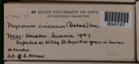 Physarum cinereum image
